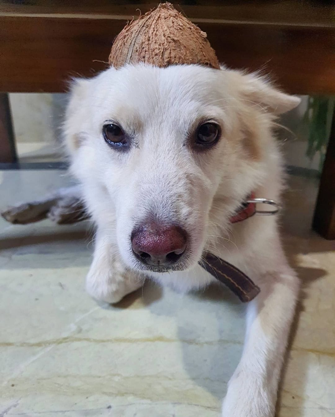 Why Are Dogs Vital in Everyone’s Life?